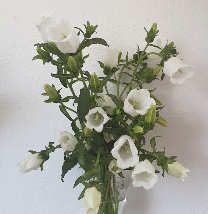 Campanula / Canterbury Bells